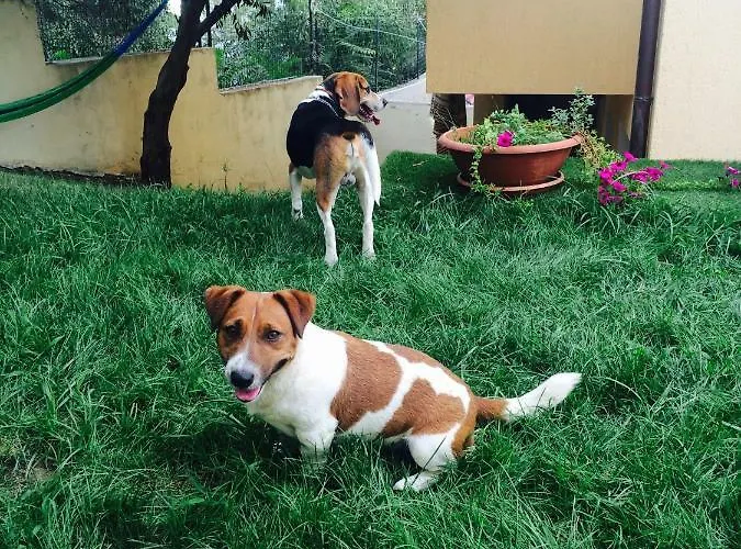 Sos Manneddos ベッド・アンド・ブレックファスト